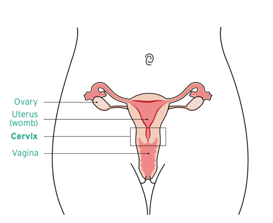 Anatomy of the female reproductive system, annotated