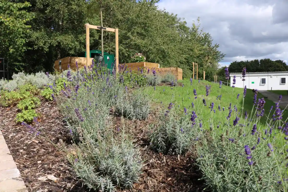 Picture of the garden